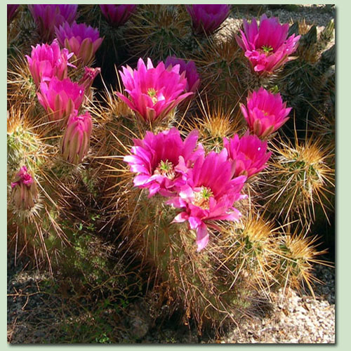 Cactus Care Tips