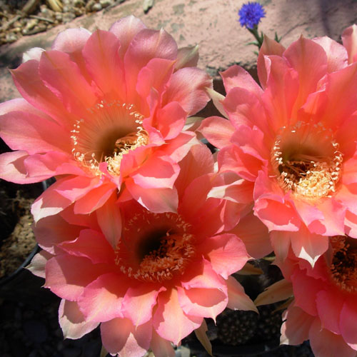 saguaro cactus flower pink