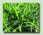 Remove A Bermuda Grass Lawn