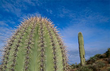 saguaro cactus sales, saguaro transplant