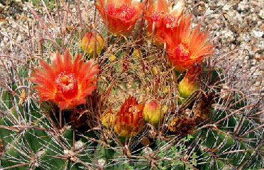 cactus flower for sale