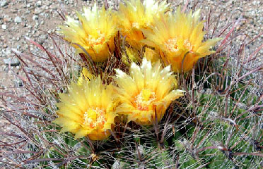 Desert flower for sale