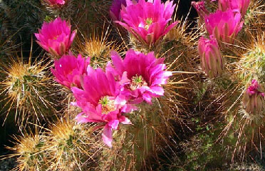 cactus flower garden