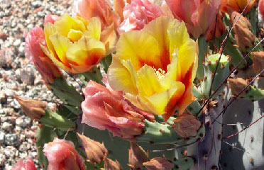 cactus flowers garden 602-465-0566
