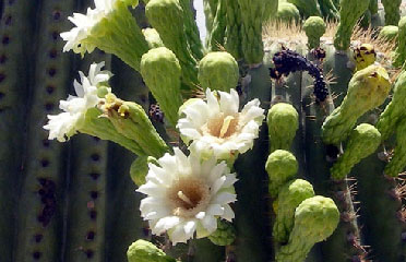 Cactus flowers 602-465-0566