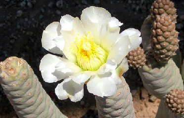 Cactus flower 602-465-0566