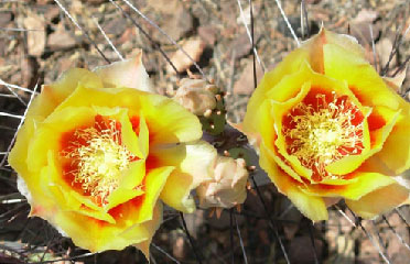 Desert flowers sale AZ 85042