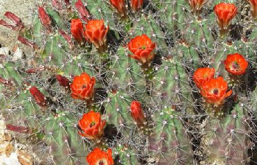 cactus garden flowers AZ 85042