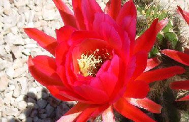 cactus garden flowers AZ 85042