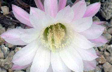 flower cactus AZ 85042