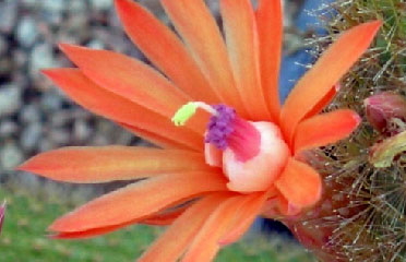 cactus flower garden 602-465-0566