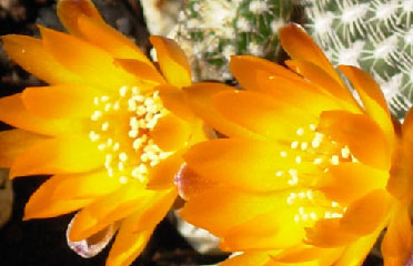 the cactus flower AZ 85042