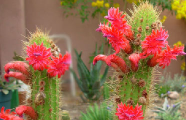 cactus flower | cactus doctors