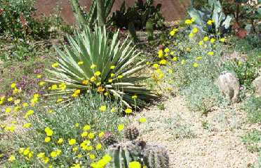 cactus flowers Gardening services