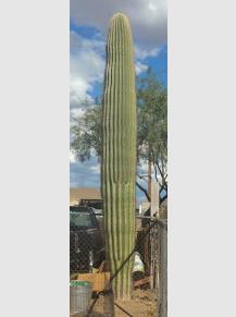 Giant Saguaro Cactus, Arizona, 1994 for sale at Pamono