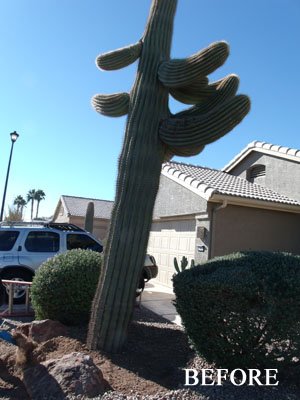 Cactus Expert Consultations, Saguaro Sale