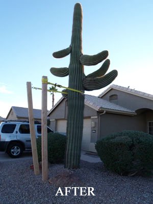 Fallen Saguaro, cactus care