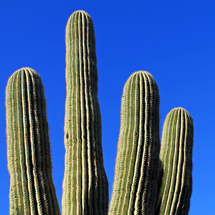 cactus transplant, cactus plants for sale