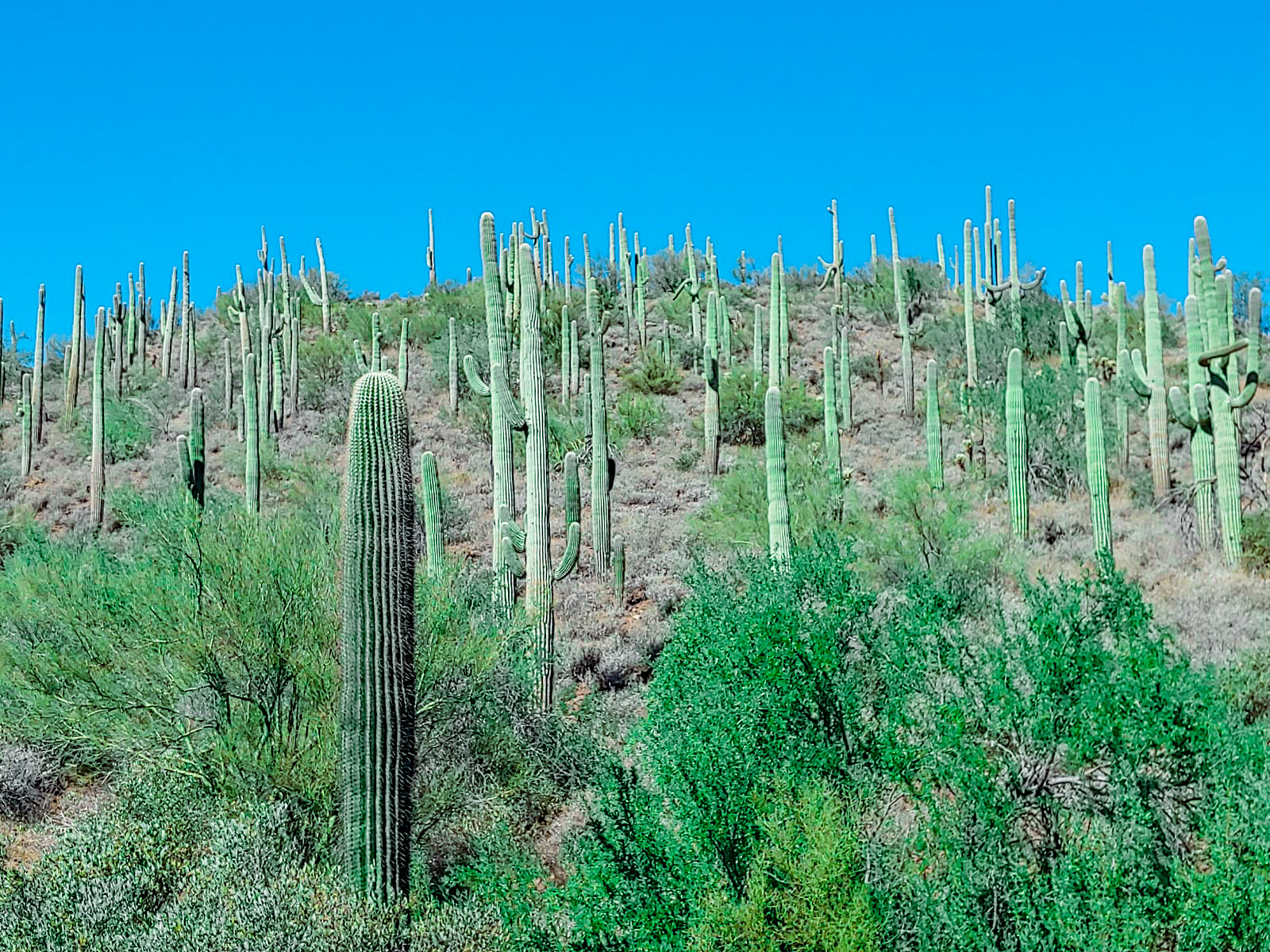 Saguaro Amputations, Saguaro Installation